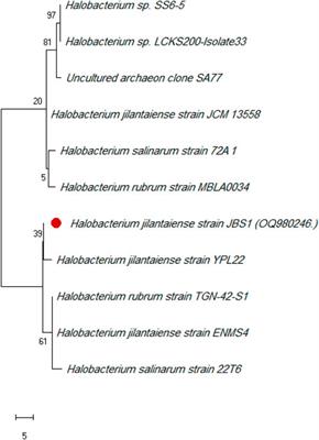 Exploring biosurfactant from Halobacterium jilantaiense as drug against HIV and zika virus: fabrication, characterization, cytosafety property, molecular docking, and molecular dynamics simulation